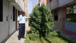 Plantón de marihuana estaba en pleno jardín de vía pública