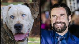 Facebook: perro causa furor por gran parecido a John Travolta