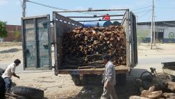 Gobierno de Ucayali permitió tala ilegal de especies en peligro