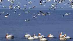 Cambio climático habría provocado la muerte de unas 550 aves