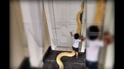 Argentina: familia vivía con una pitón de 3 metros en casa