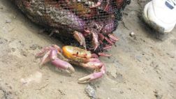 Cangrejo de manglar entra en período de veda desde hoy
