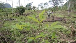 Devida destinará S/. 11 millones a ocho municipios del Vraem