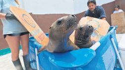 Una segunda vida para los lobos marinos en San Bartolo