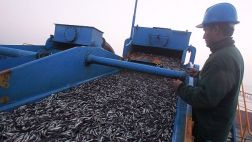 Exportaciones de harina de pescado aumentarían en 12% el 2015