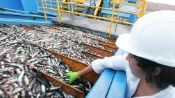 Produce inició la pesca de anchoveta antes de lo previsto