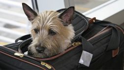 A bordo: Nueva York tendrá el primer aeropuerto para animales