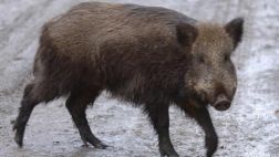 Por qué quedaron menos osos y jabalíes tras la caída de la URSS