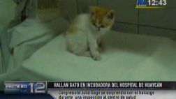 VIDEO: un gato callejero en incubadora de Hospital de Huaycán