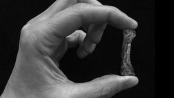 Antepasados primates usaban la mano como el hombre moderno
