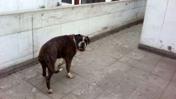 Familia abandona a un perro en una casa que va a ser demolida