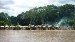 Frontera en el Cenepa es vulnerada por madereros de Ecuador