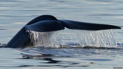 Estados de ONU negociarán tratado para proteger océanos