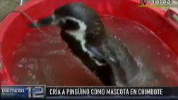 Un pingüino es la mascota de una familia en Chimbote