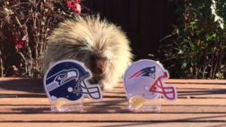 YouTube: puercoespín predice al ganador del Super Bowl XLIX