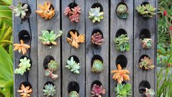 Plantas suculentas: decora con ellas tus espacios abiertos