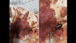 ¿Cómo se sancionaría a cliente que pone cucaracha en su plato?