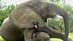 YouTube: Android apela a tiernas amistades entre animales