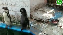 WhatsApp: pingüinos dan pena en restaurante campestre (VIDEO)