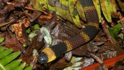 Revelan misterios del peligroso veneno de una serpiente coral