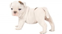 Los albinos y el verano: cuida a tus perros con estos consejos