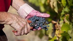 Perú es el octavo productor mundial de frutas y hortalizas