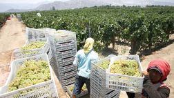 Agroexportaciones aumentaron 23% a US$4.205 millones en 2014