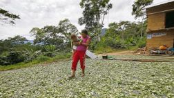 Puno: cultivo de café está amenazado por el avance de la coca