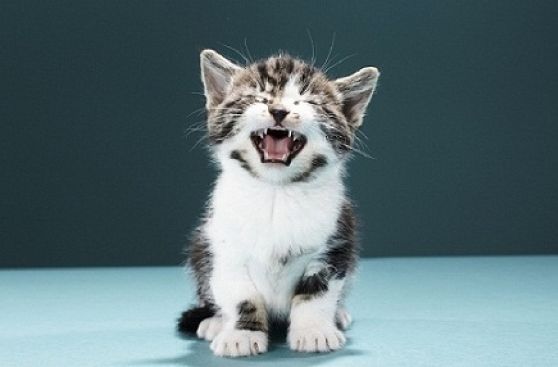 Mascotas: Ayuda a estos animalitos a encontrar un hogar