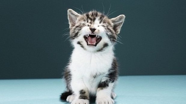 Mascotas: Ayuda a estos animalitos a encontrar un hogar