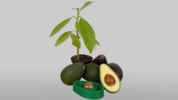 AvoSeedo, la solución para tener un árbol de palta en tu jardín