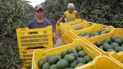 Exportaciones: Norte peruano abastece con palta hass a China