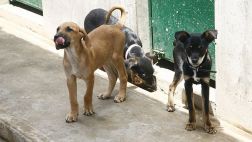 Chorrillos: robacasas matan 3 perros para asaltar de madrugada