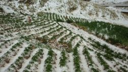 Huancavelica: granizadas provocan pérdidas de cultivos