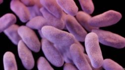 Qué es la superbacteria CRE y por qué preocupa a EE.UU.