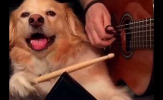 Vine: internautas obsesionados por perro que toca el cencerro