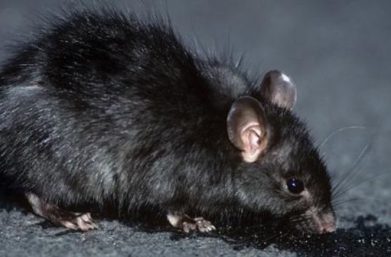 ¿Qué causó la peste negra en Europa?
