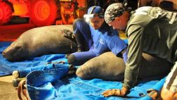 Rescatan a una docena de manatíes atascados en desagüe en EEUU
