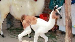 Sullana: llama que parió en plaza sigue en cautiverio (VIDEO)