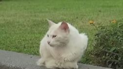 Serpar niega exterminio de gatos en Parque Universitario