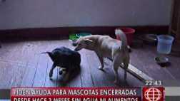 Cinco perros y 20 gatos podrían ser sacrificados por abandono