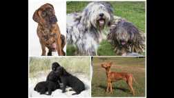 Bulldogs o labradores: Los perros favoritos en EE.UU. son...