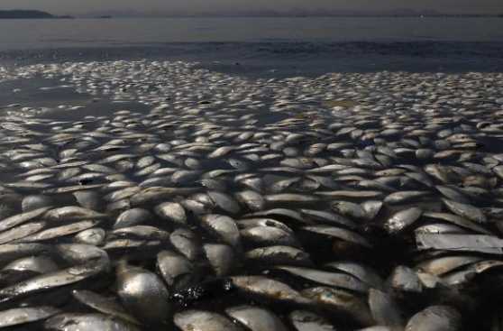 Brasil: Miles de peces muertos aparecen en la bahía de Río