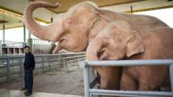 Birmania captura a su noveno elefante blanco