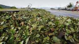 Destinan S/.15 millones para reconvertir cultivos de coca