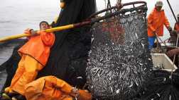 Pesca de anchoveta aumentaría en un 30% durante el 2015