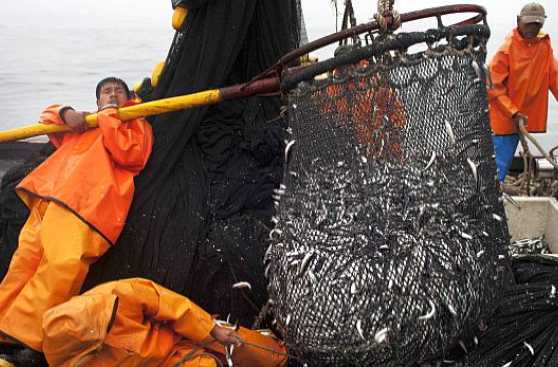 Scotiabank: Producción de harina de pescado crecerá 7% este año