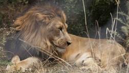 El león abisinio amenazado por la destrucción de su hábitat