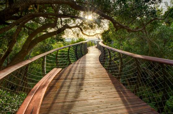 Disfruta de una experiencia única en este camino sobre árboles