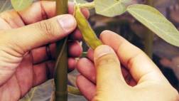 Editorial: Zanahorias para el Gobierno